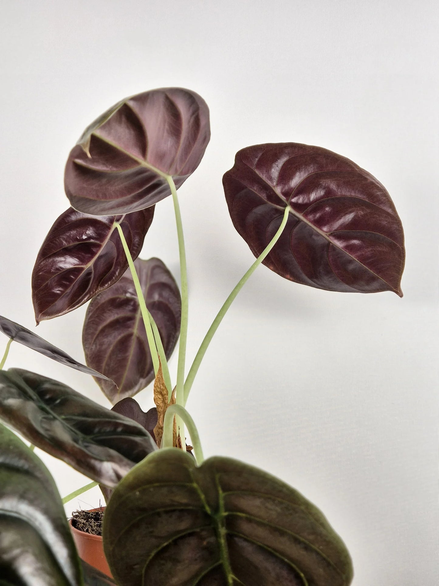 Alocasia Cuprea Red Secret