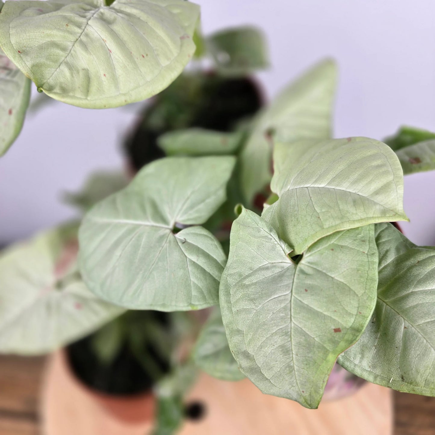 Syngonium 'Confetti'