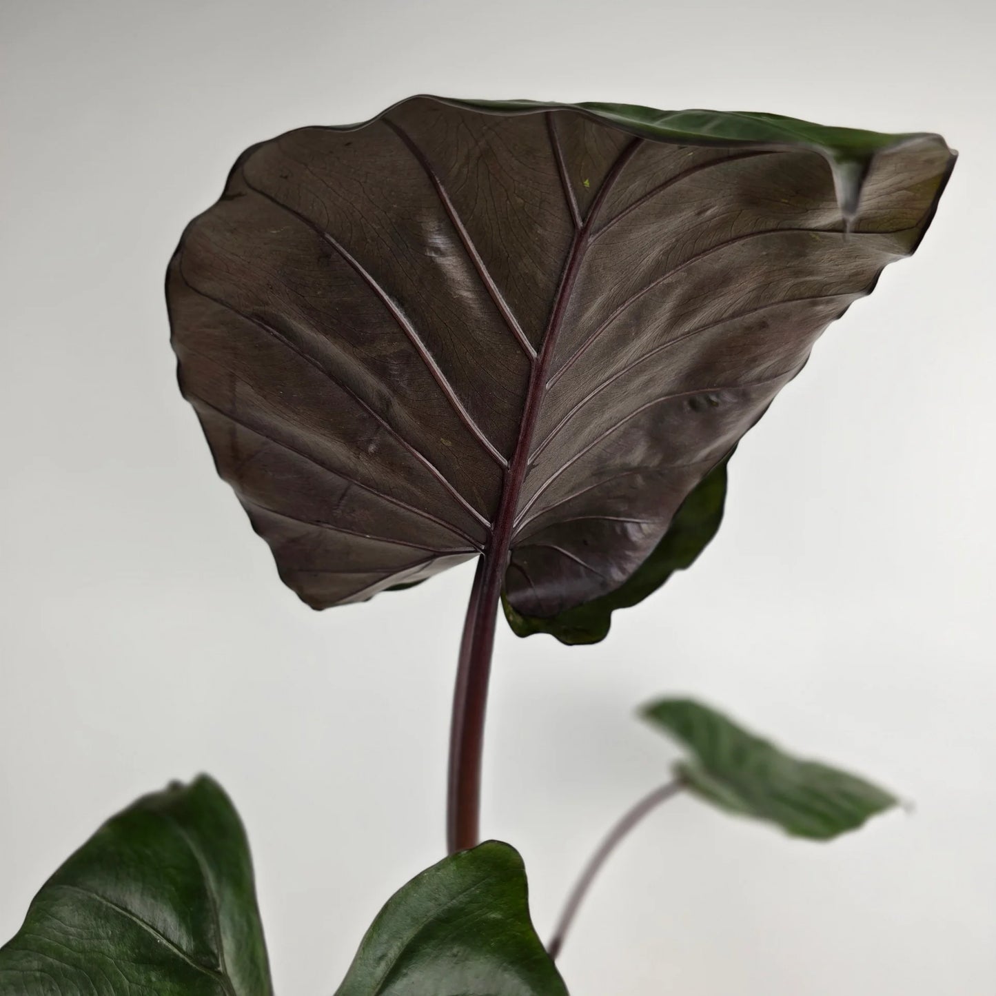 Alocasia 'Metalhead'