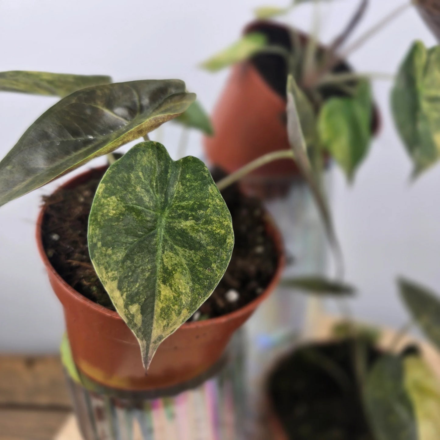 Alocasia wentii 'Aurea'