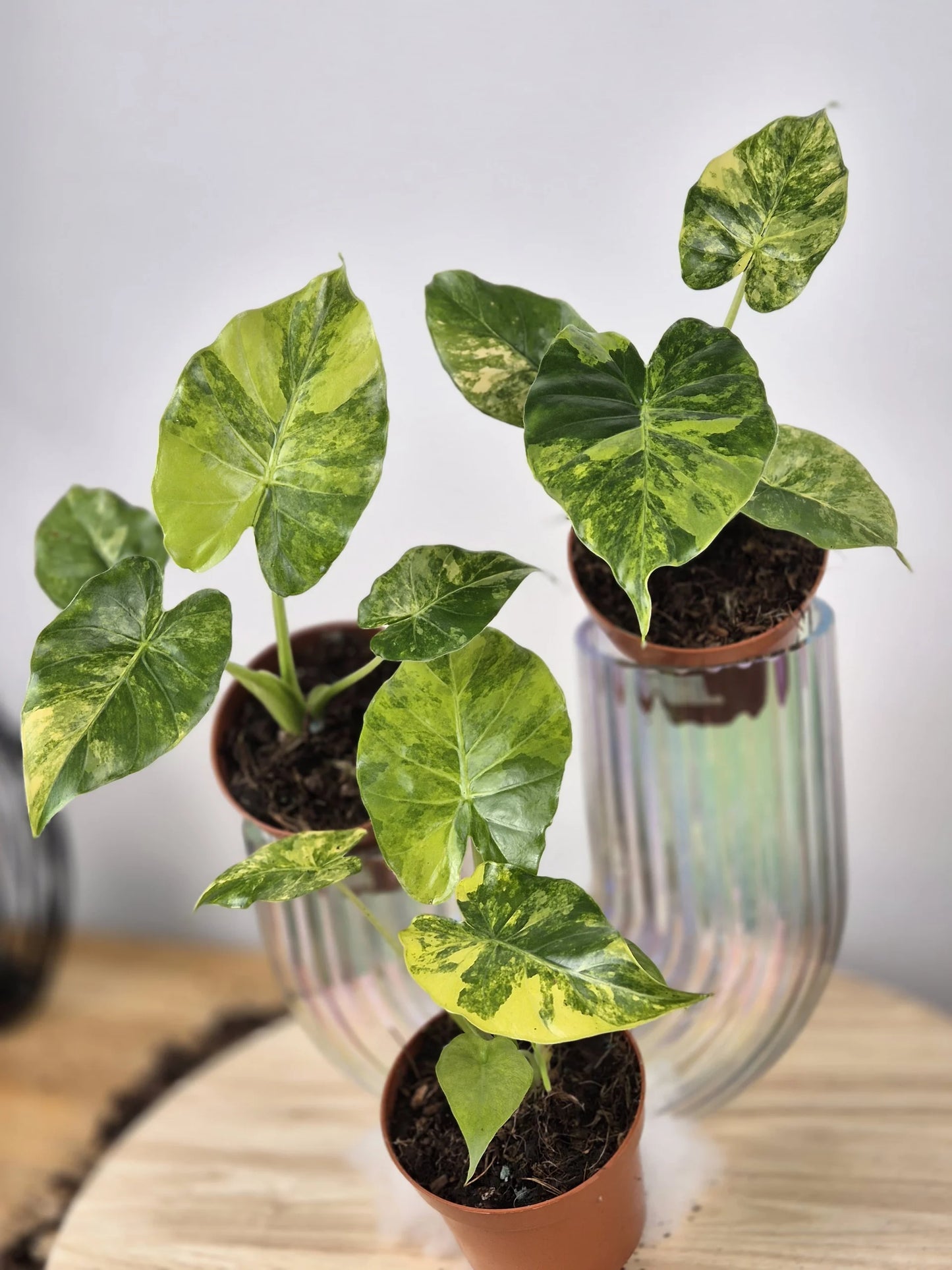 Alocasia gageana 'aurea'