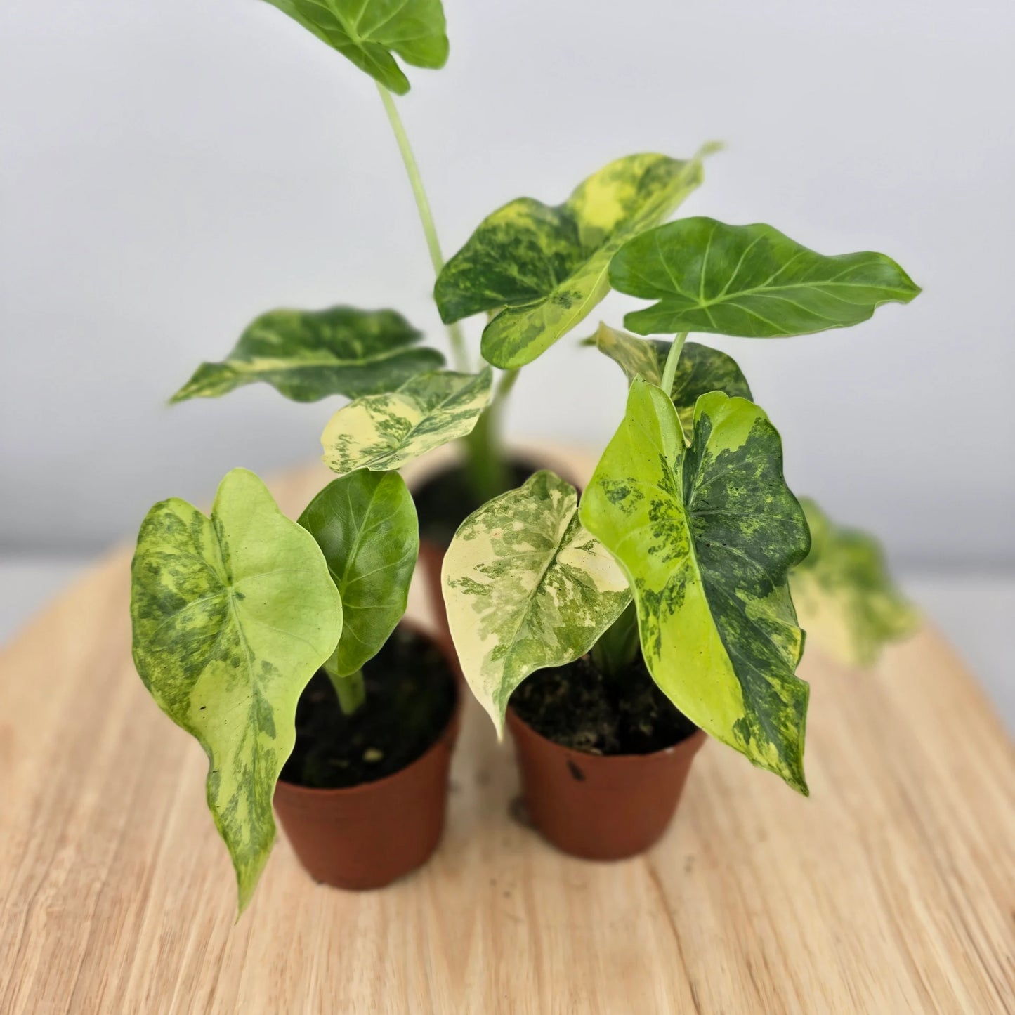 Alocasia Odora aurea variegata