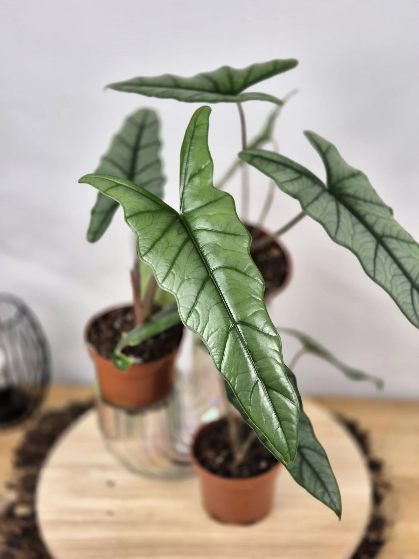 Alocasia Heterophylla