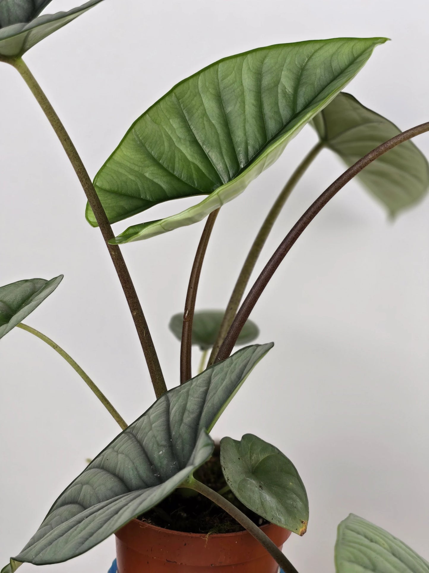 Alocasia Platinum