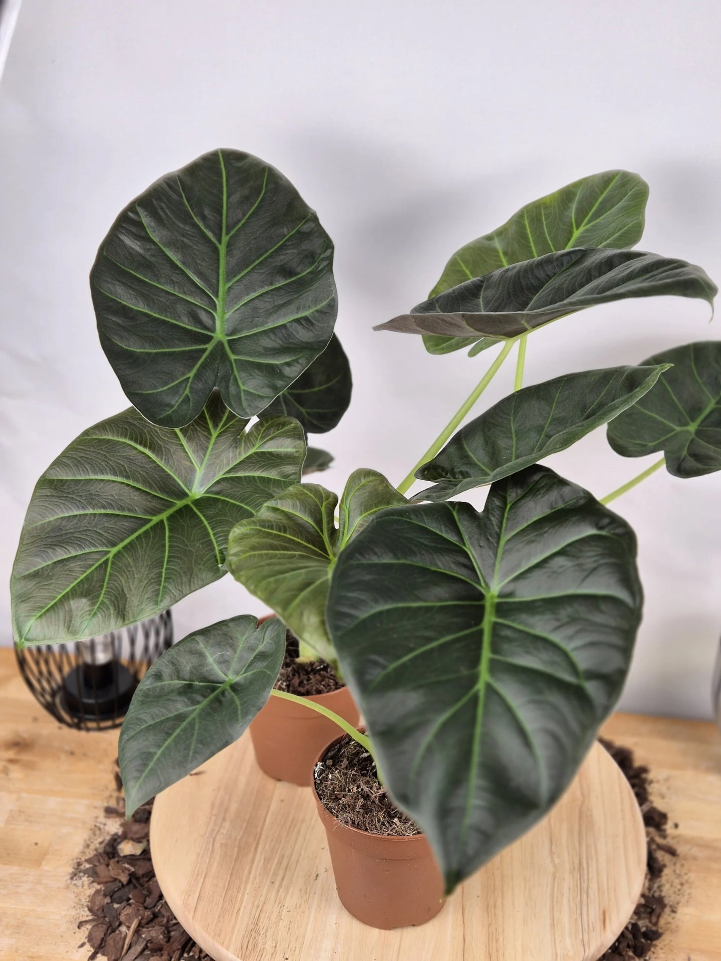 Alocasia 'Regal Shields'
