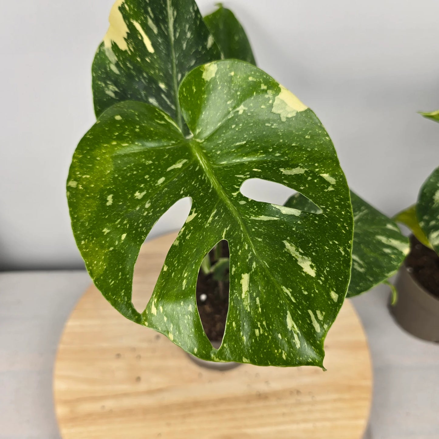 Monstera 'Thai Constellation'