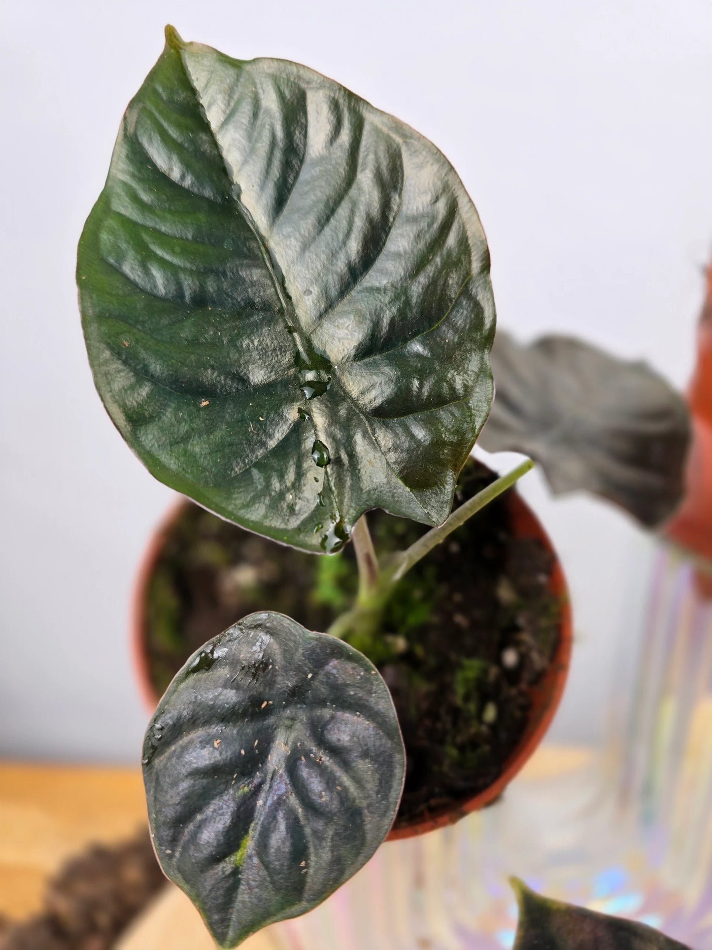 Alocasia infernalis 'Black Magic'