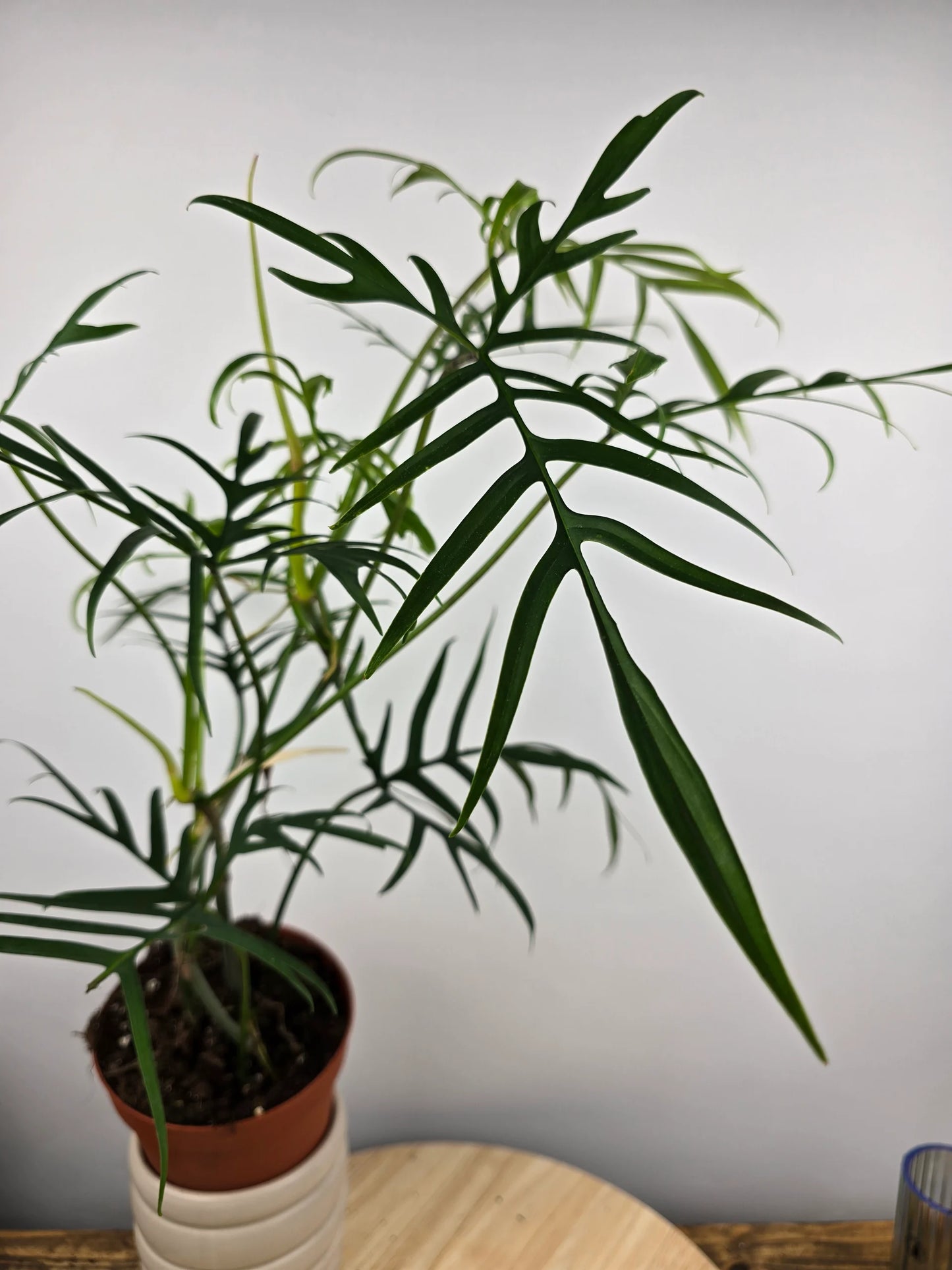 Philodendron polypodioides