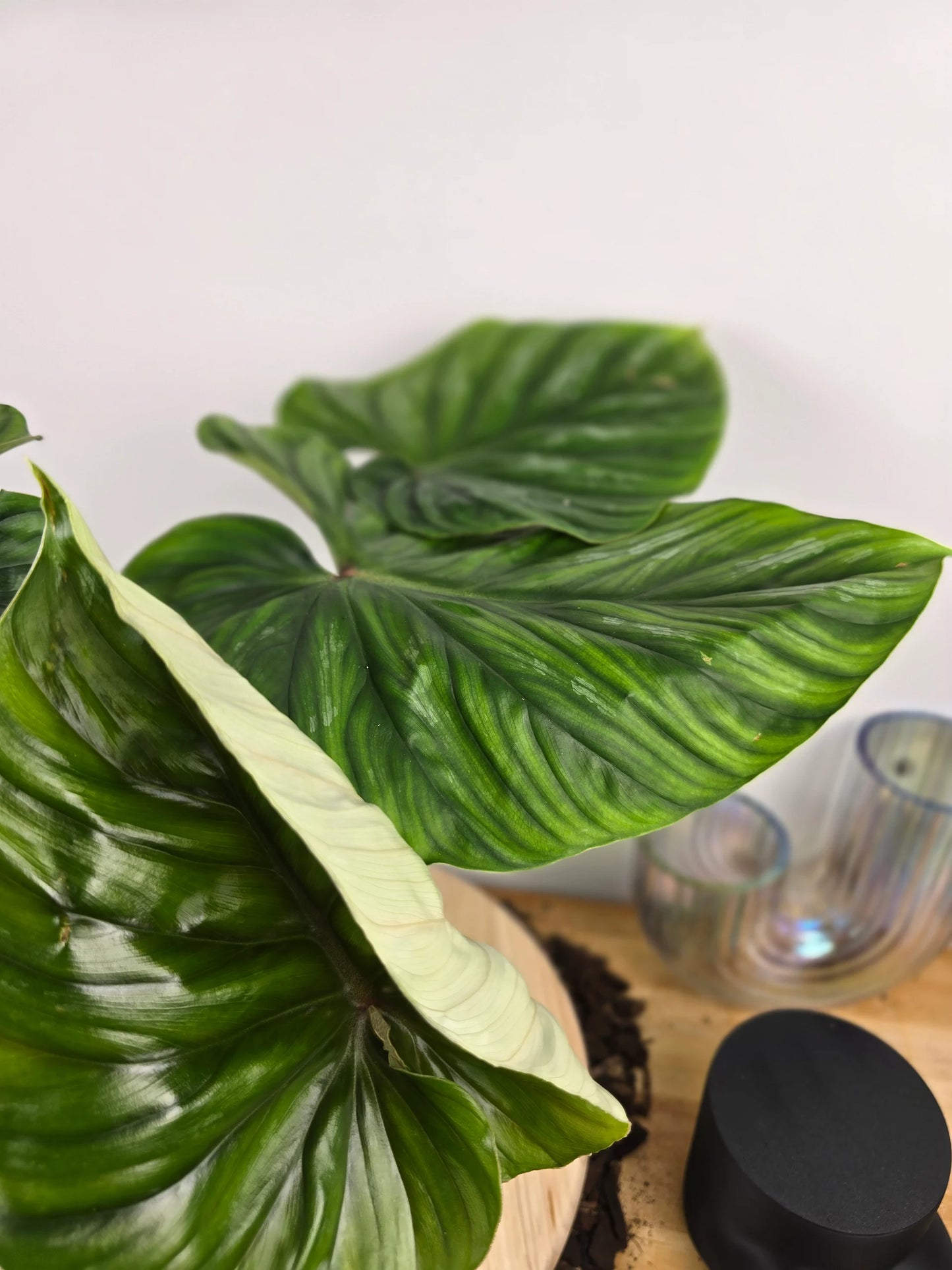 Philodendron plowmanii
