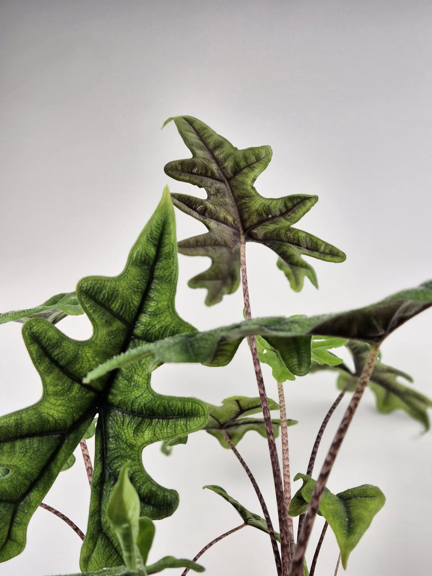 Alocasia Jacklyn