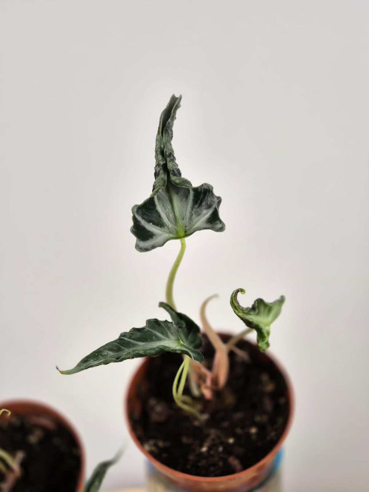 Alocasia 'Loco'