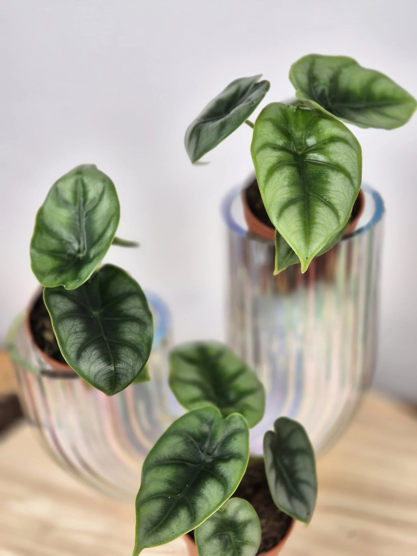 Alocasia reversa