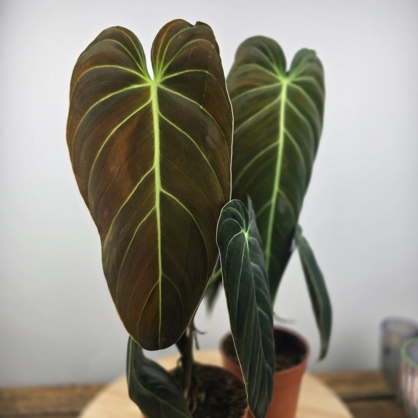 Philodendron Melanochrysum