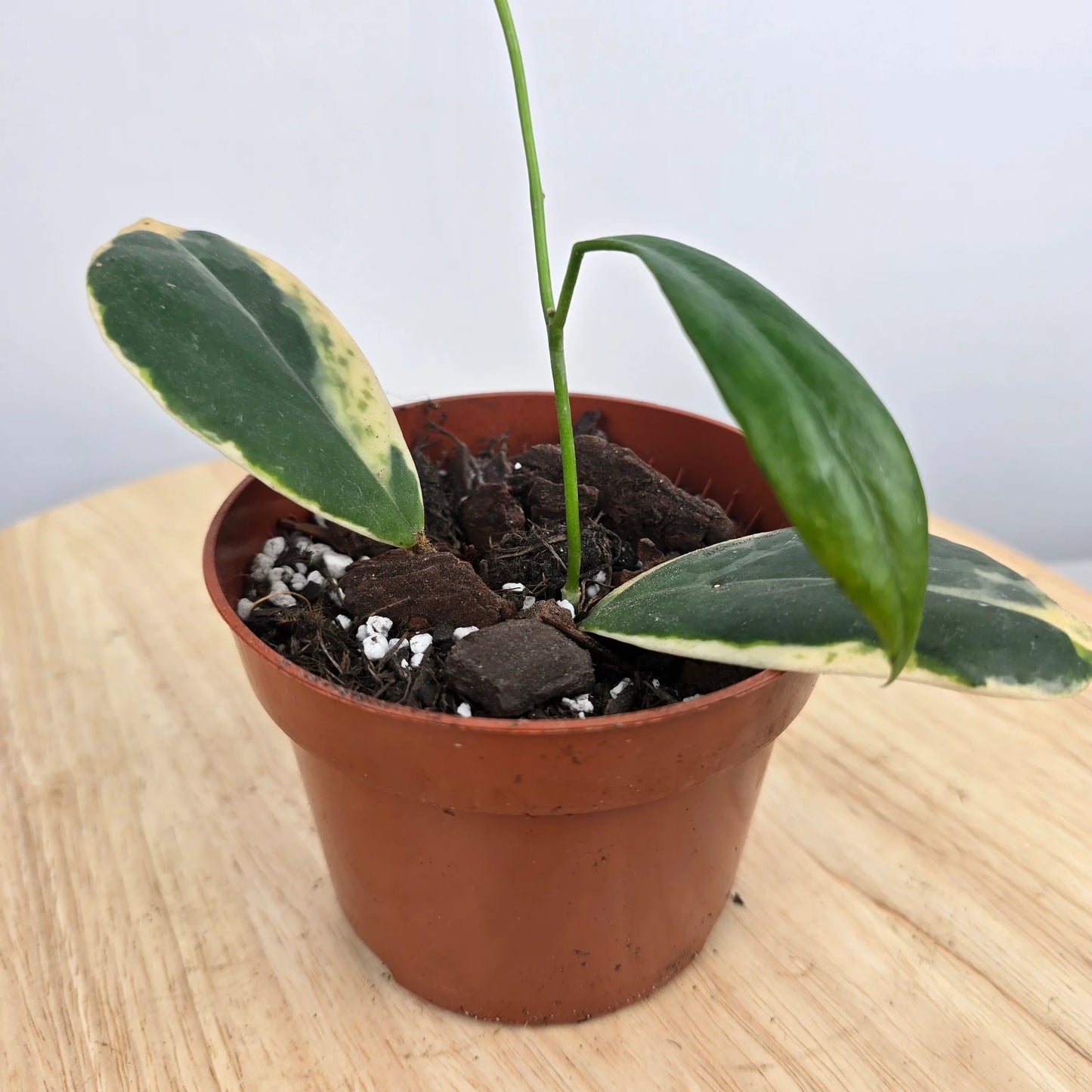 Hoya Incrassata variegata (JP)
