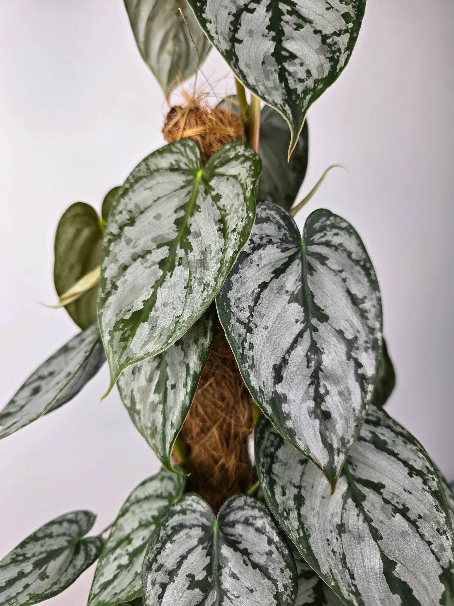Philodendron brandtianum