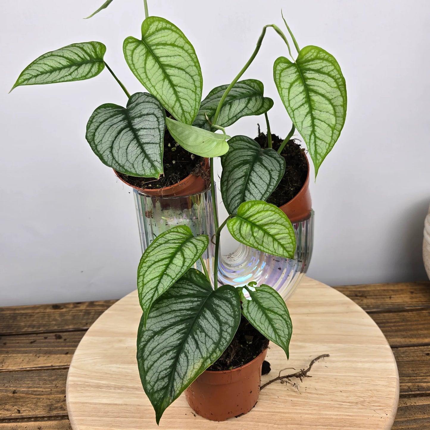 Monstera siltepecana 'El Salvador'
