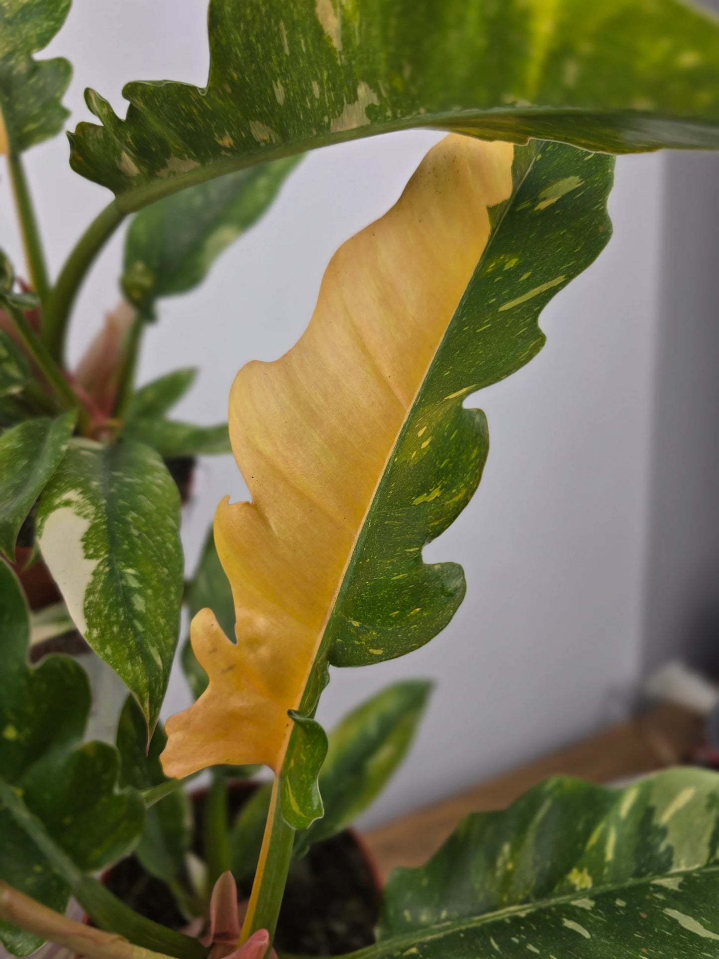 Philodendron 'Ring of Fire'