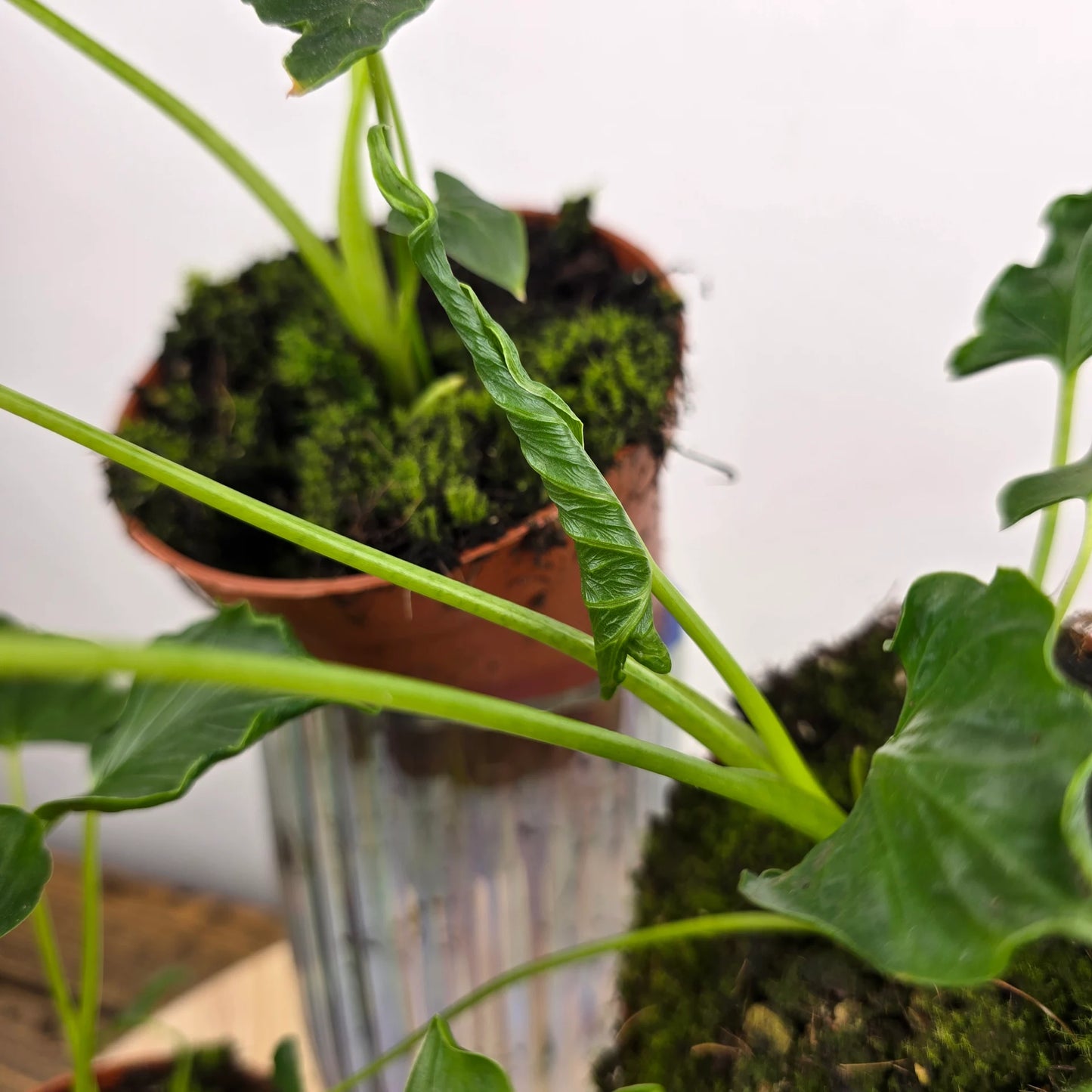 Alocasia 'Triangularis'