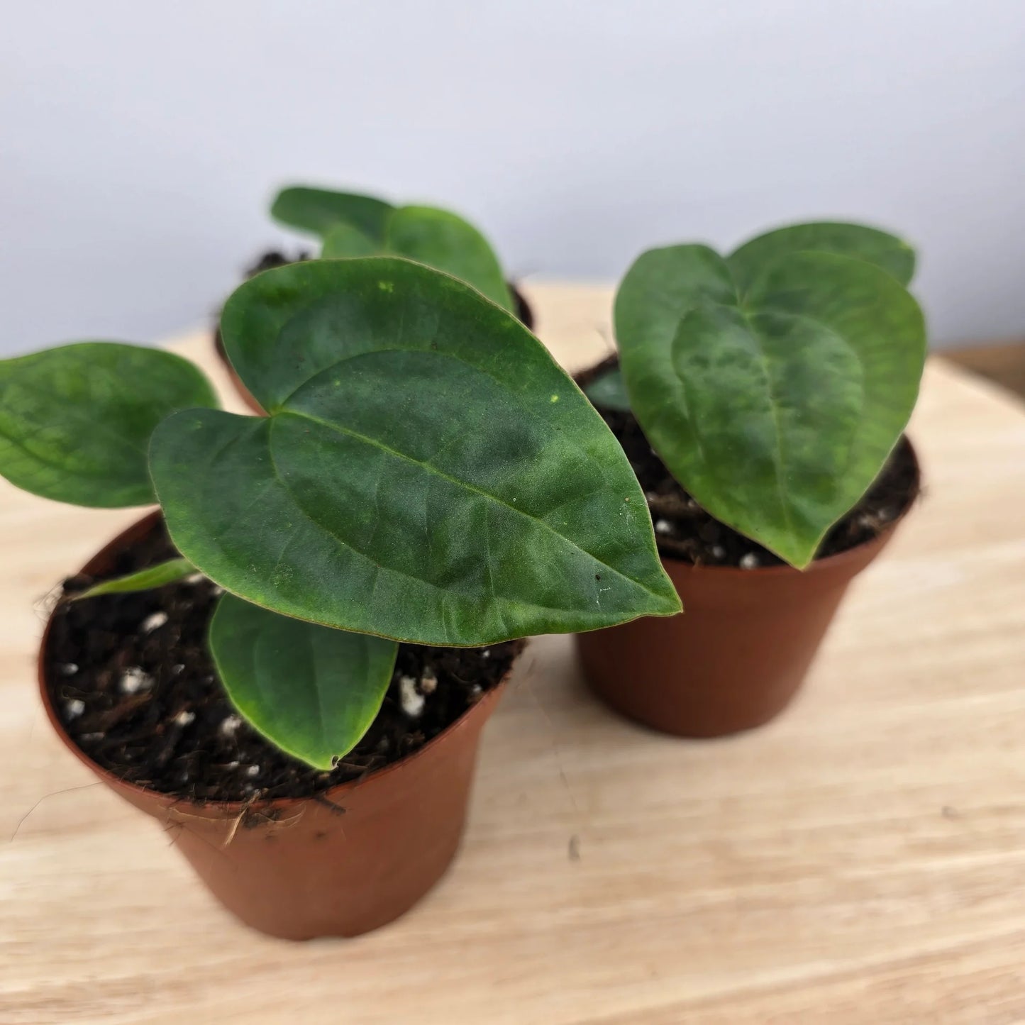 Anthurium papillilaminum x Dressleri