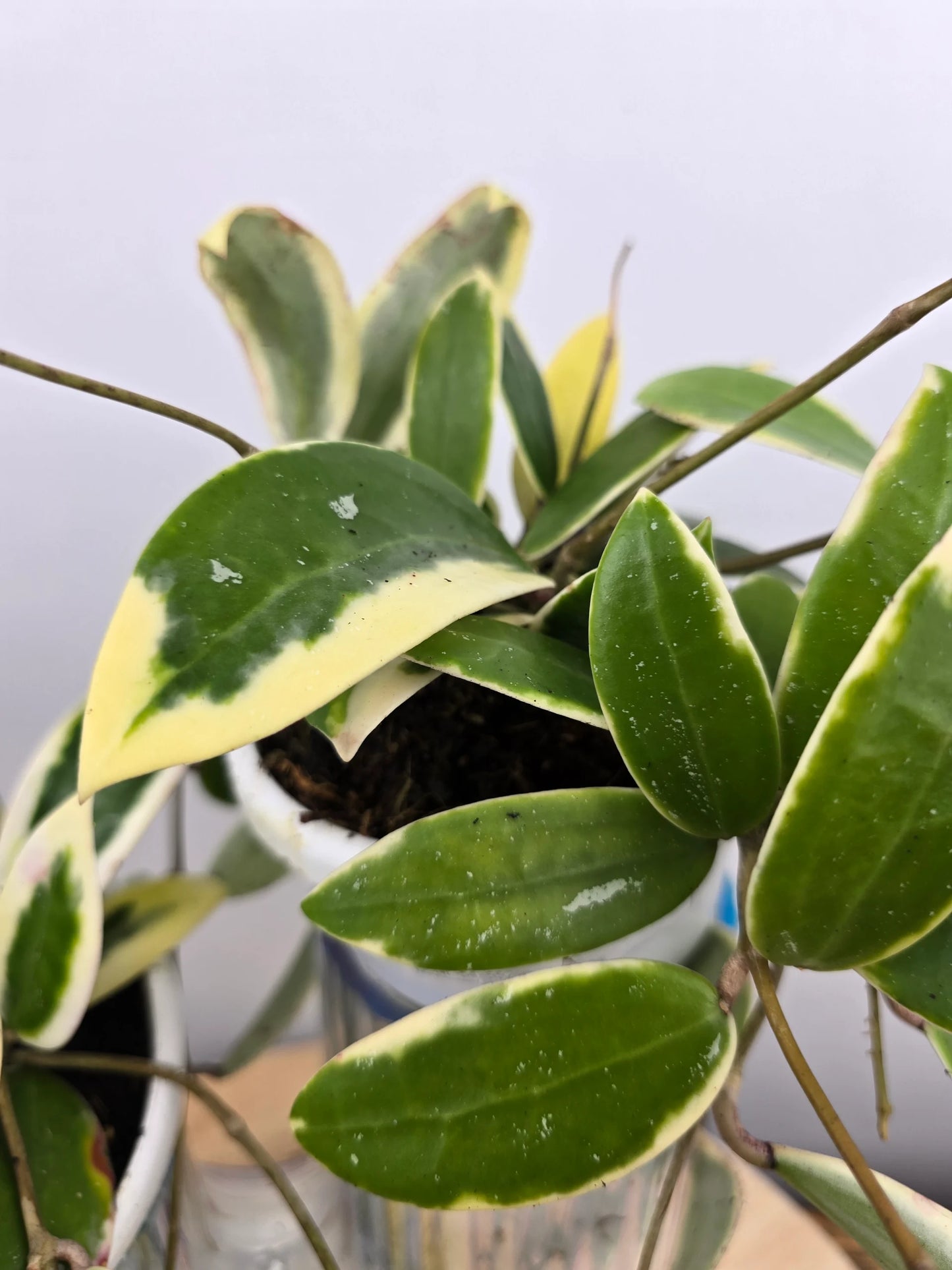 Hoya acuta 'variegata'