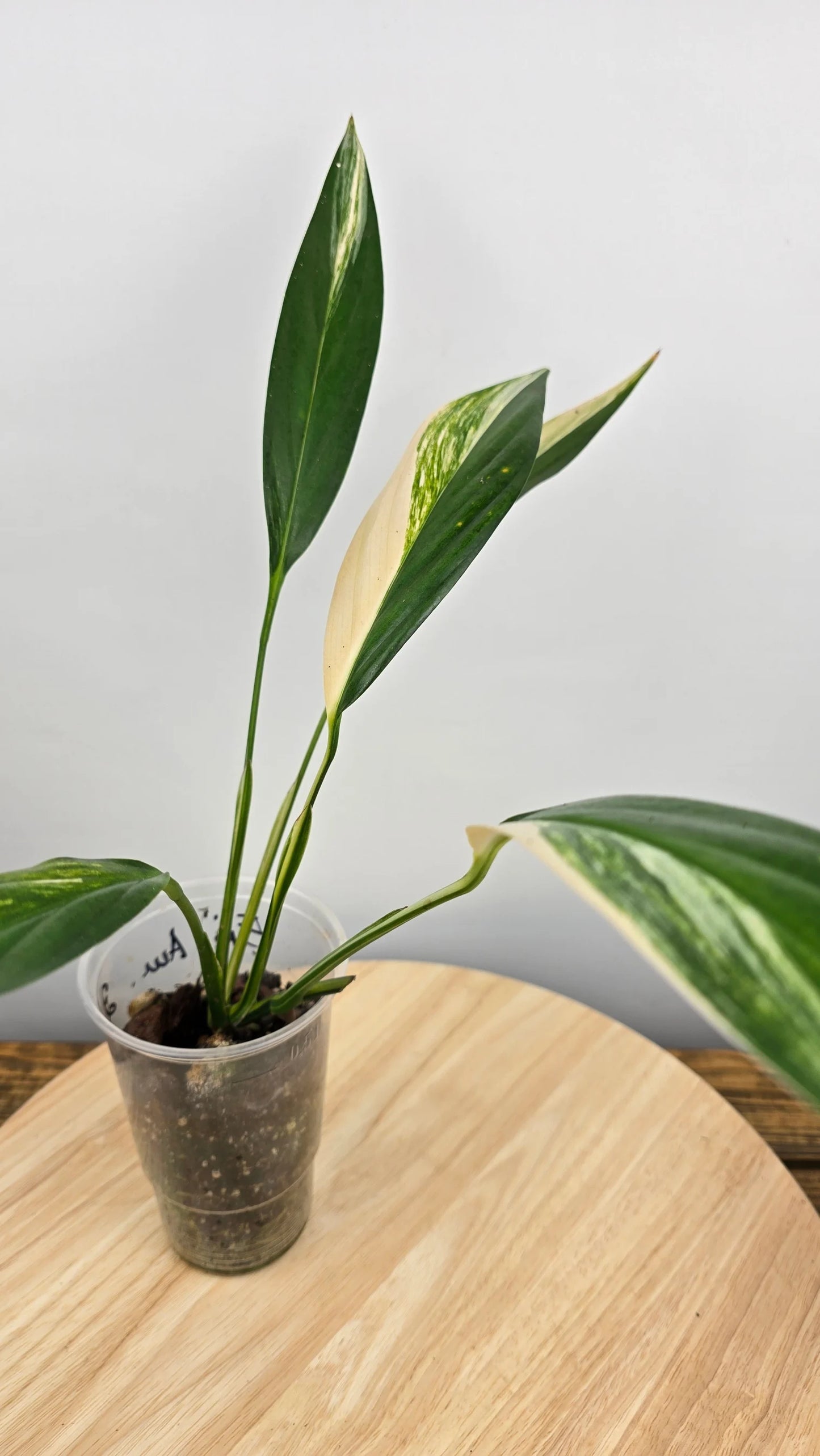 Epipremnum Amplissimum variegata