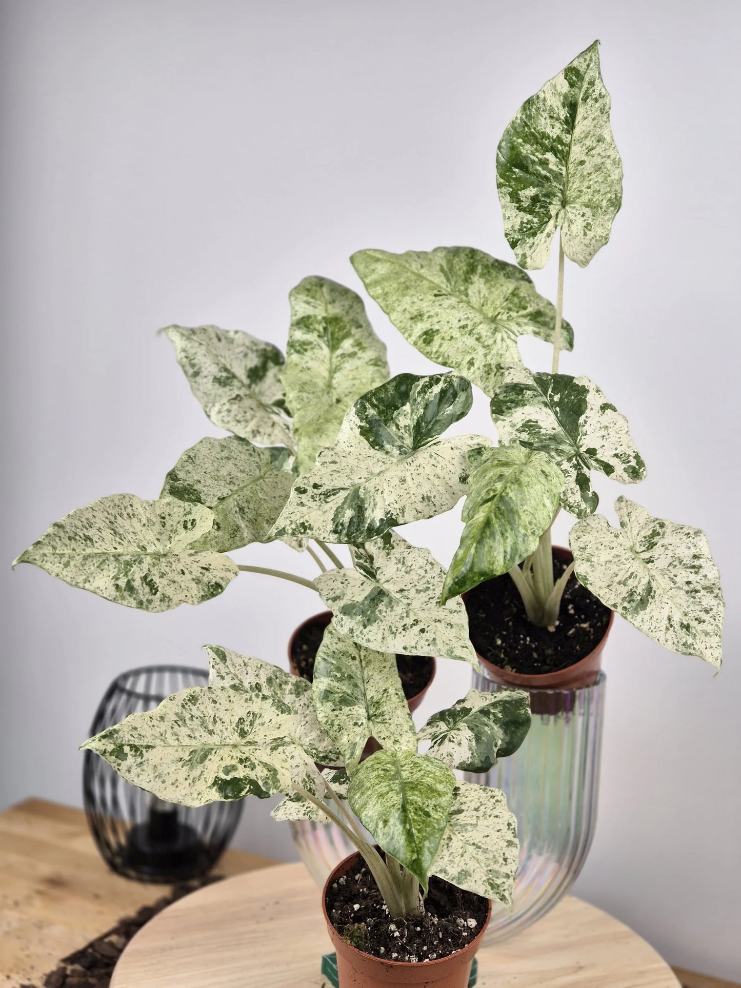 Alocasia Macrorrhiza 'Splash'