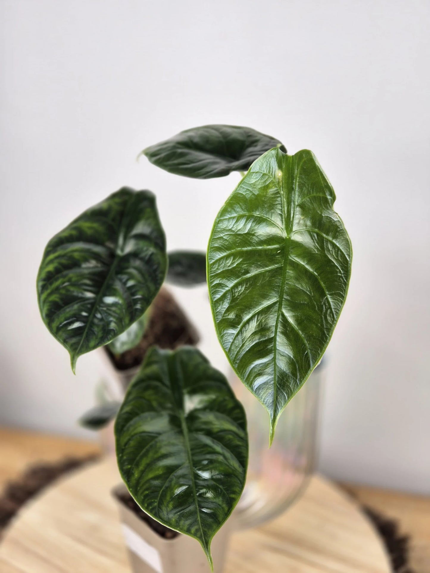 Alocasia 'Green Unicorn'