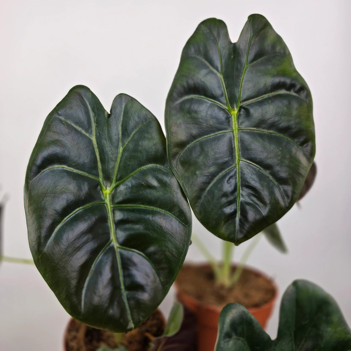 Alocasia 'Golden Bone'