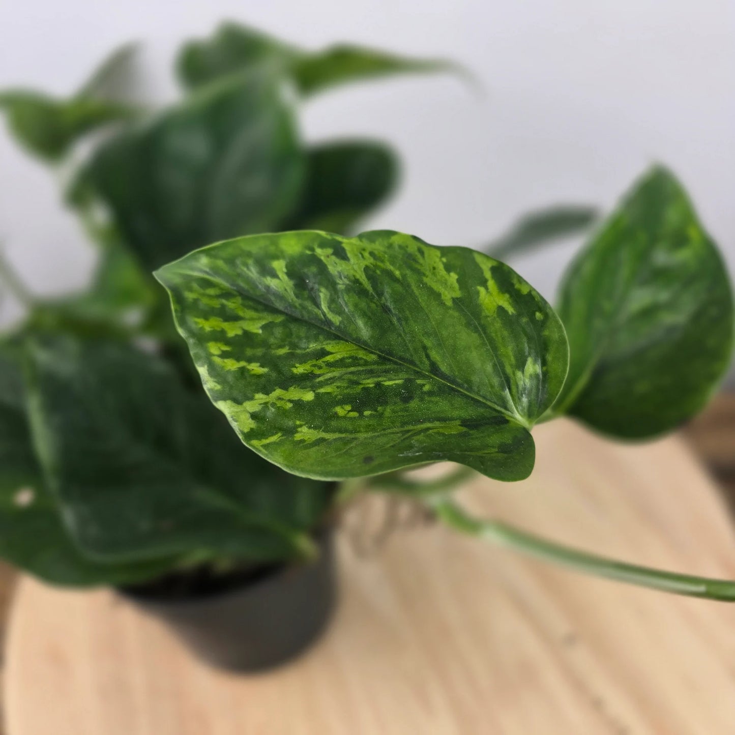 Epipremnum pinnatum Marble Green