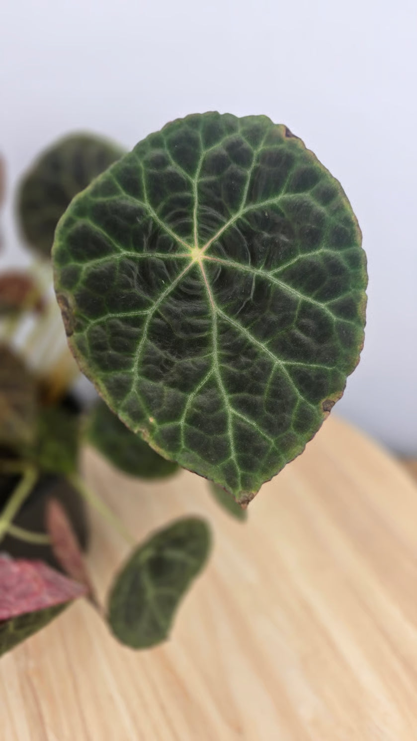 Begonia goegoensis