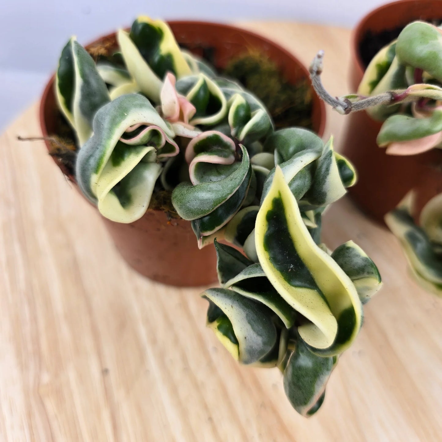 Hoya carnosa Compacta 'variegata'