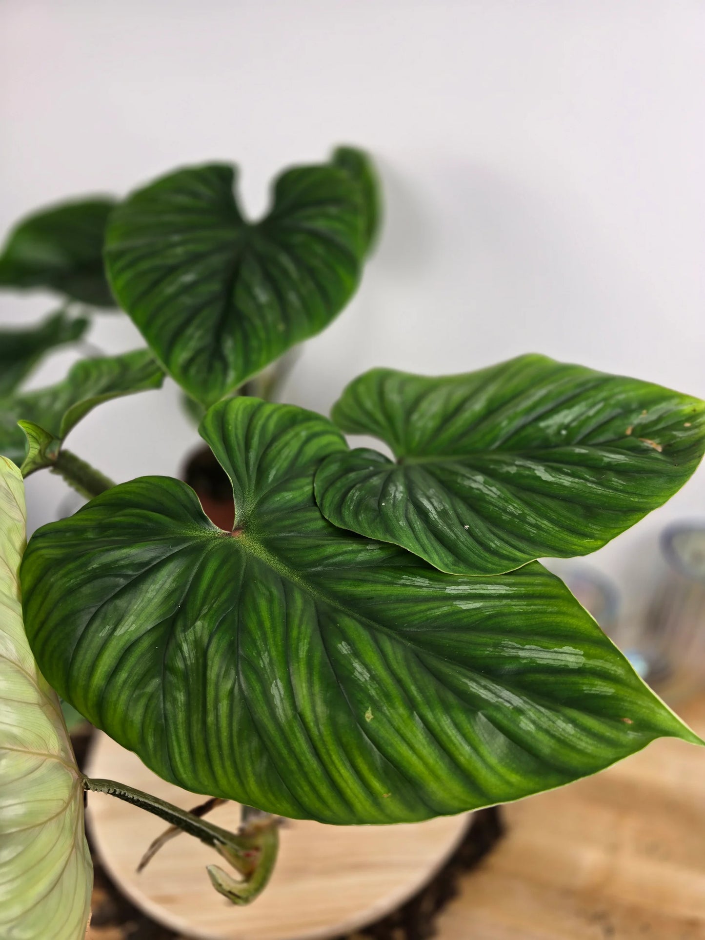 Philodendron plowmanii