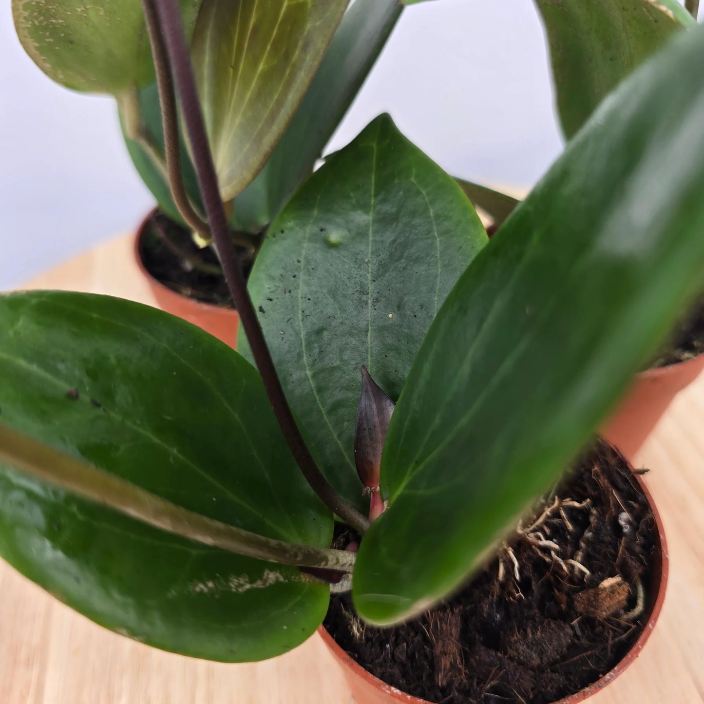 Hoya sp Papua