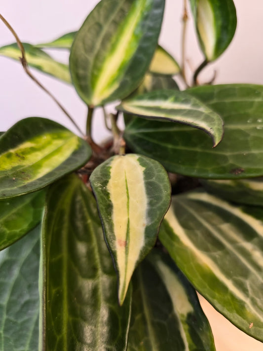 Hoya latifolia 'Pot of Gold'