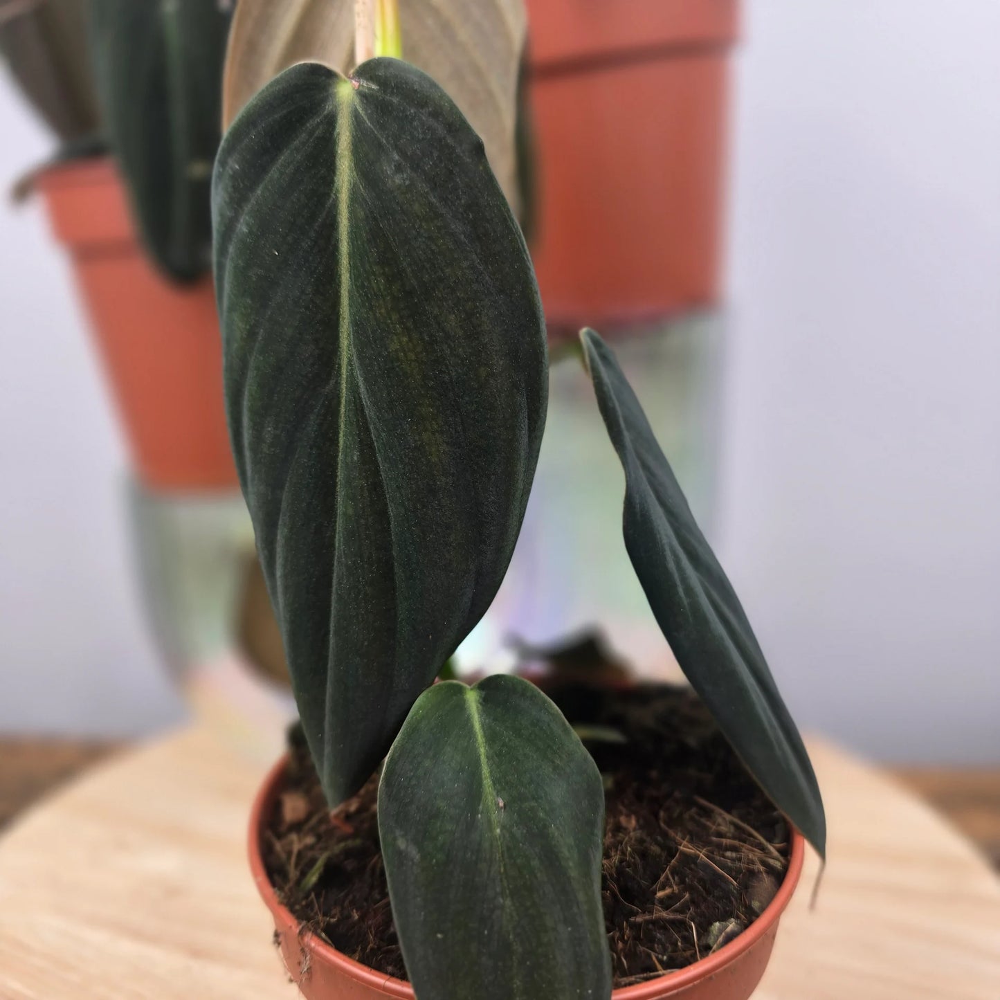 Philodendron gigas