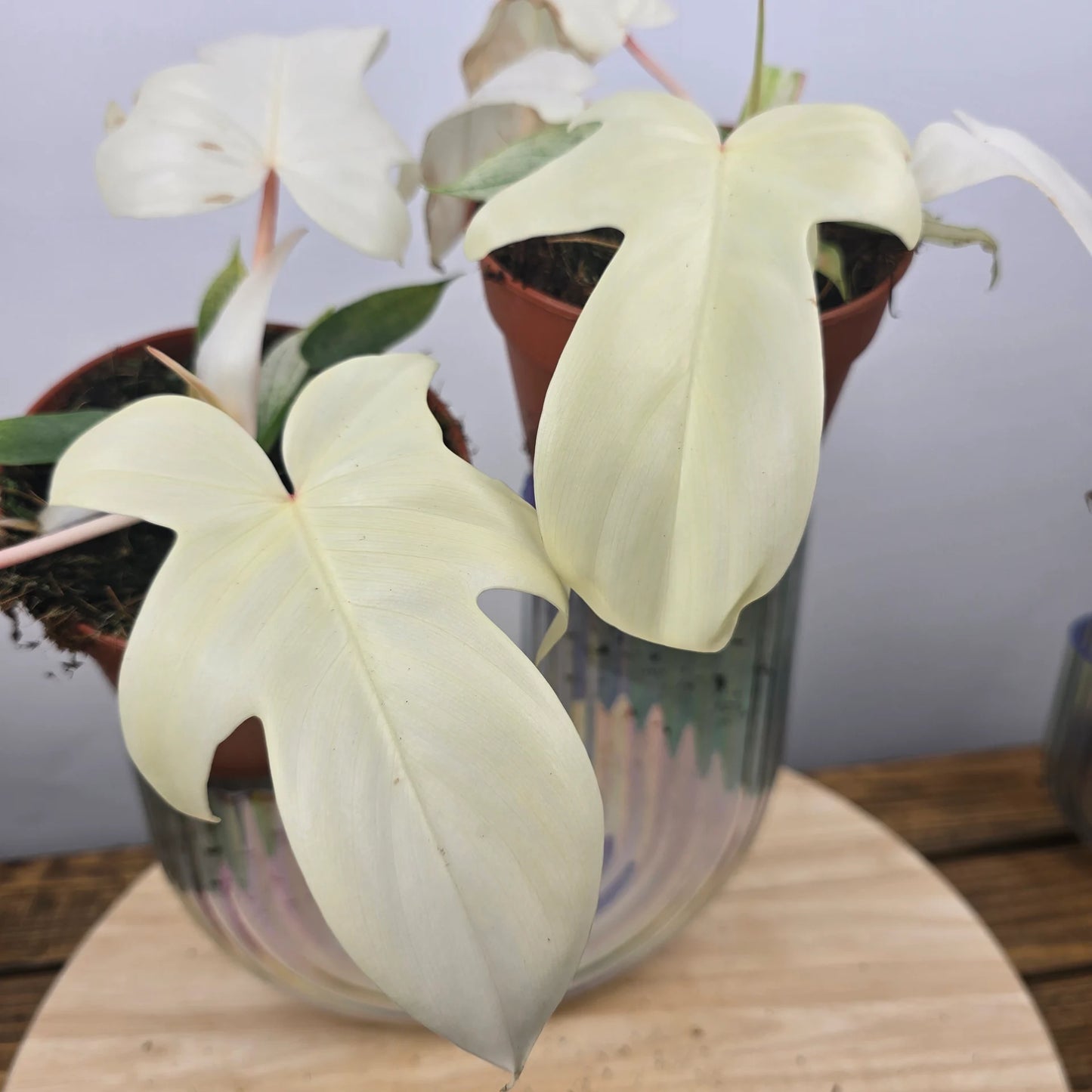 Philodendron Florida Ghost