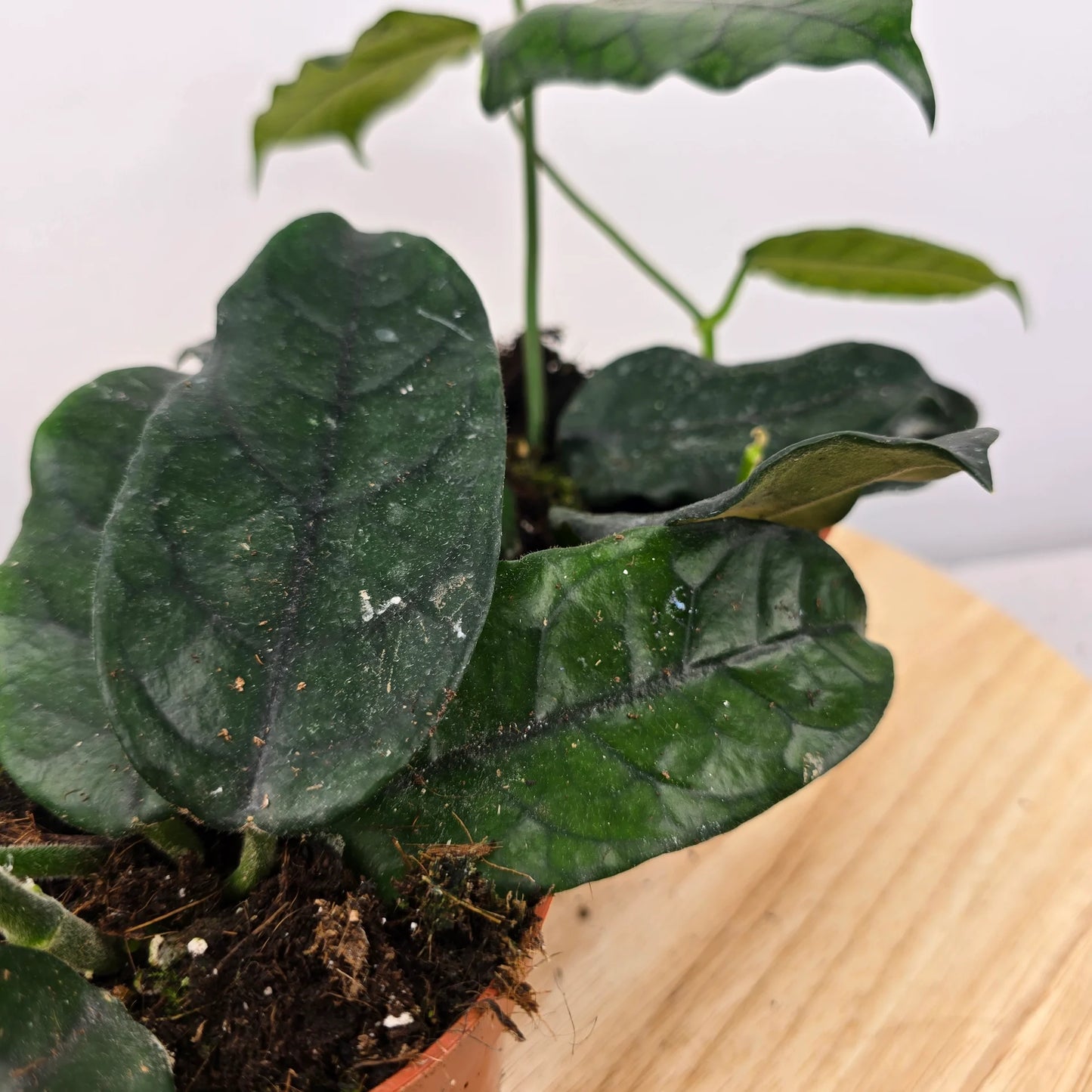 Hoya villosa (globulosa)