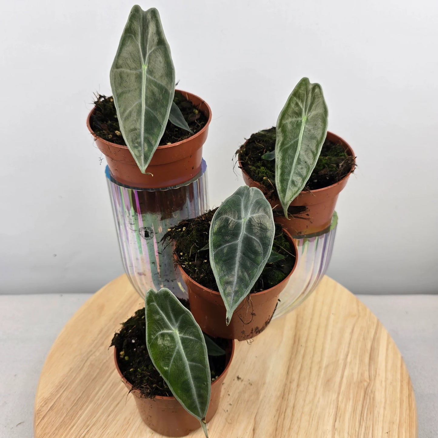 Alocasia Longiloba Purple 'S'