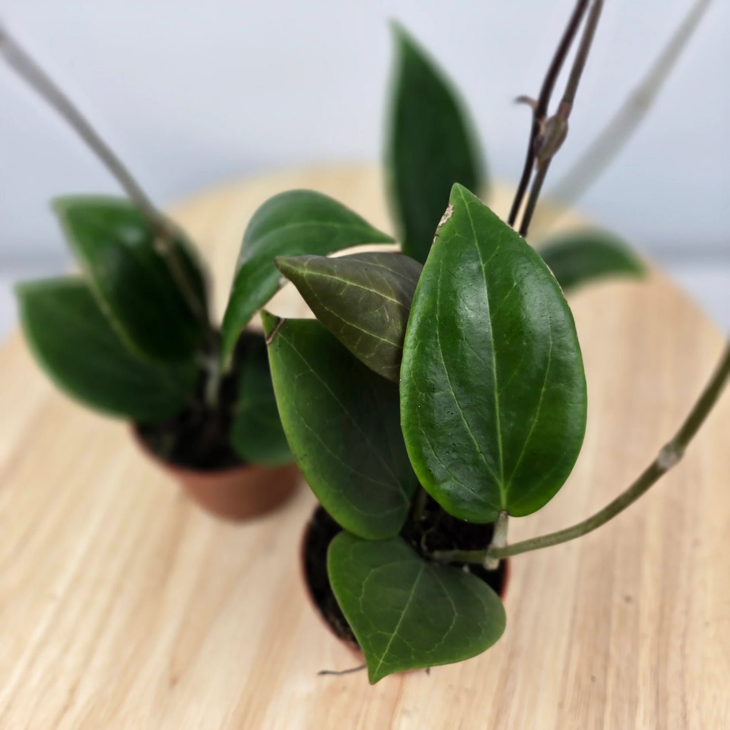 Hoya sp Papua