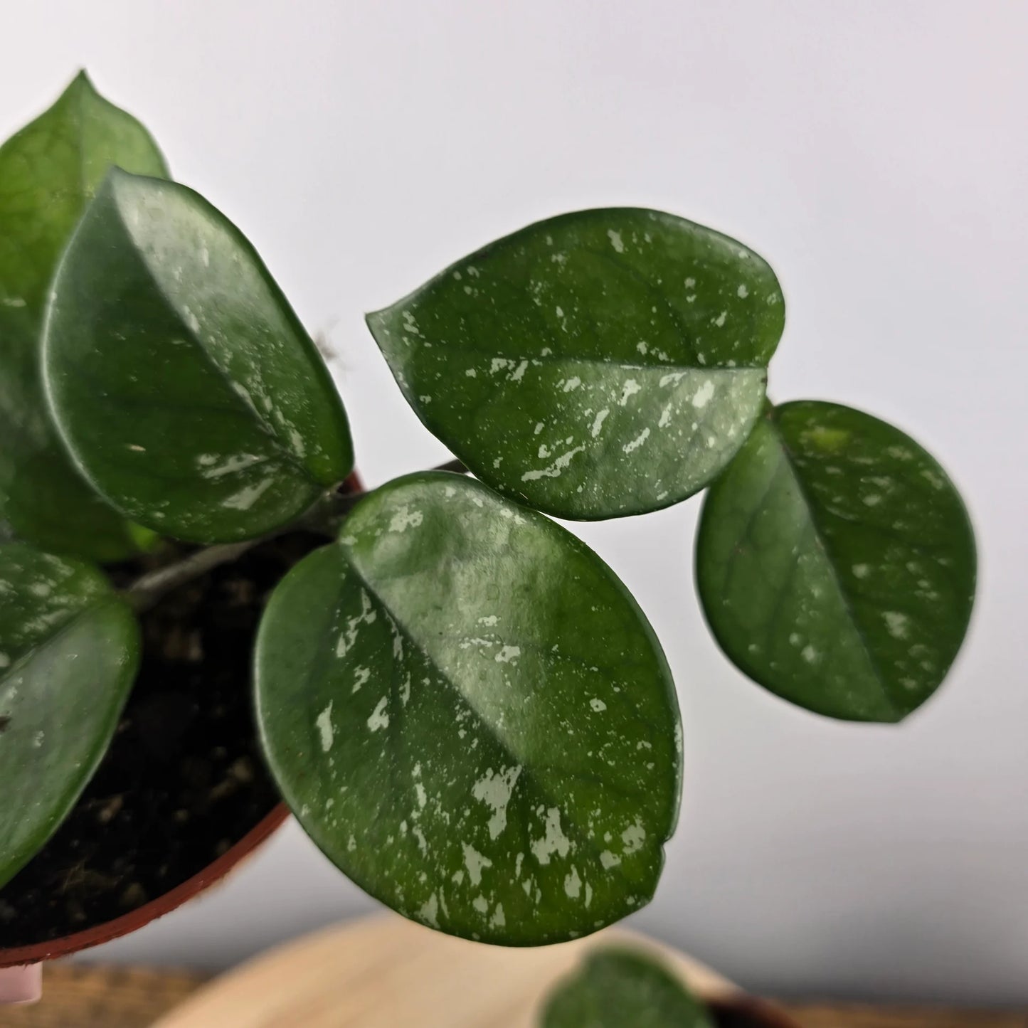 Hoya carnosa 'Freckles Splash'