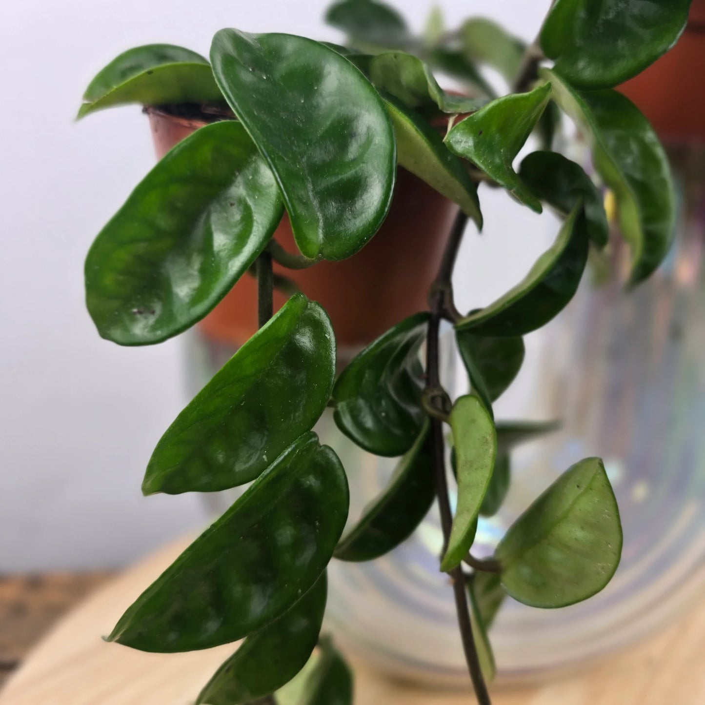 Hoya carnosa 'Krinkle 8'