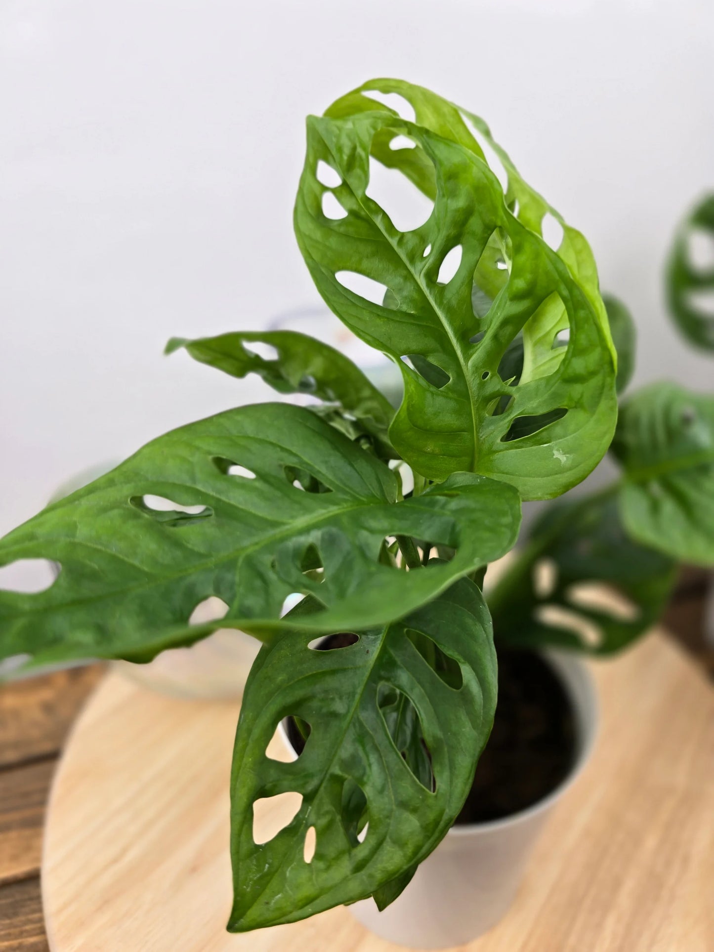 Monstera adansonii