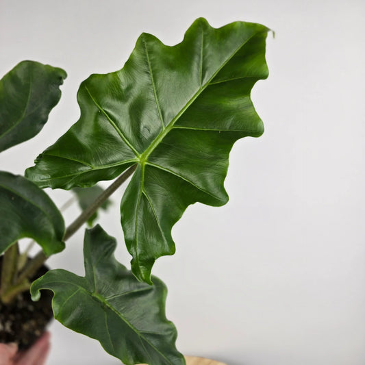 Alocasia 'Golden Dragon'