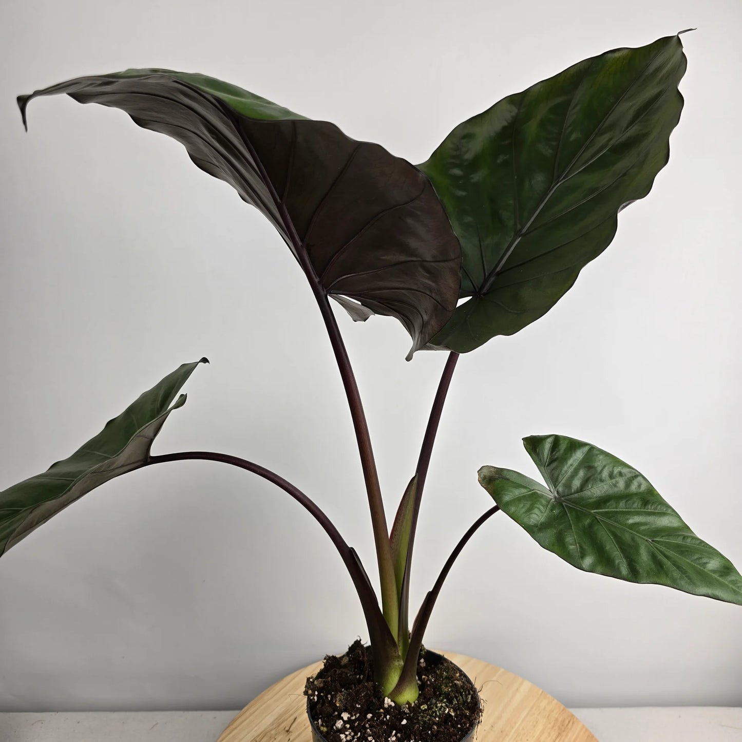 Alocasia 'Metalhead'