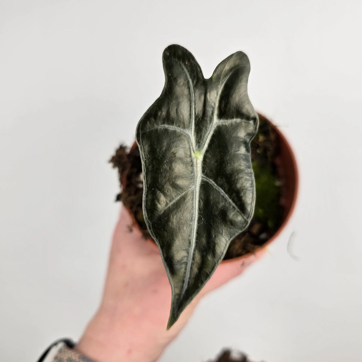 Alocasia Sanderiana Nobilis 'S'