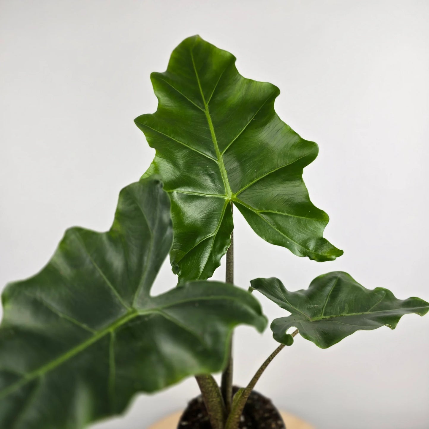 Alocasia 'Golden Dragon'