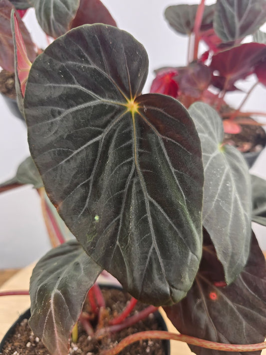 Begonia Burkillii 'Dark Form'