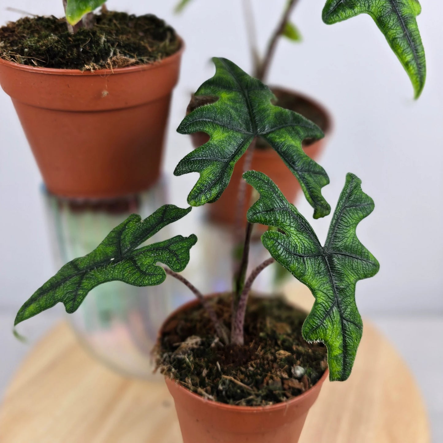 Alocasia Jacklyn