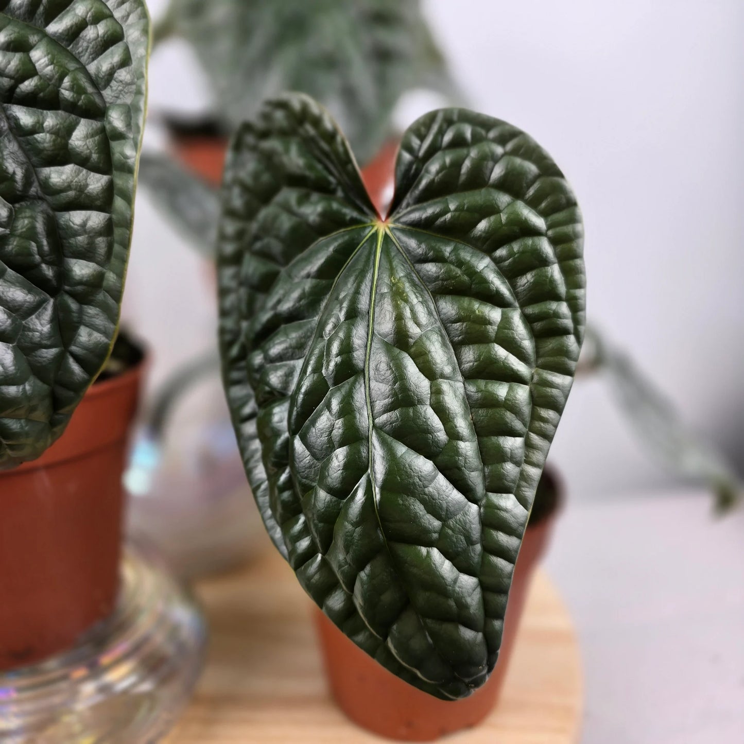 Anthurium luxurians 'M'