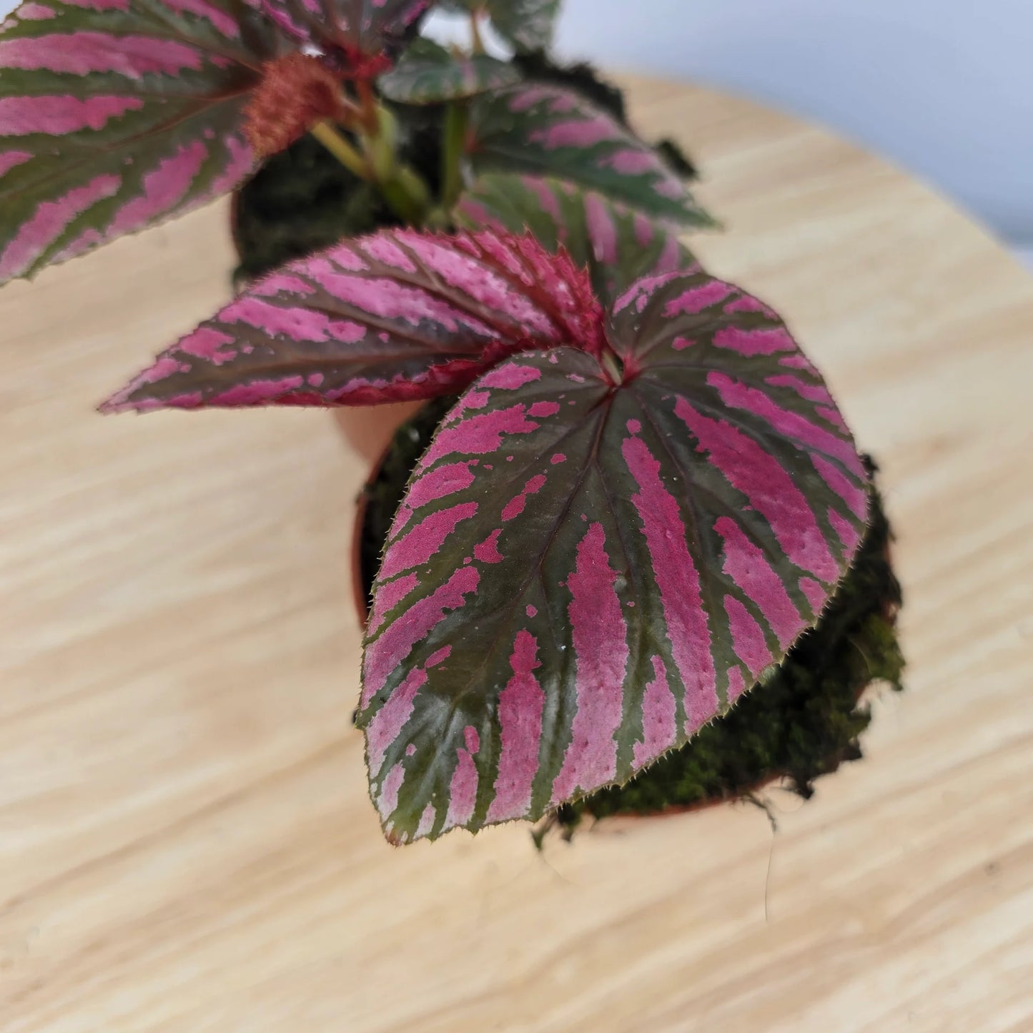 Begonia brevirimosa